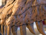Mâchoire supérieur du Nannotyrannus Jane, au musée d'histoire naturelle de Cleveland // Source : Flickr -Tim Evanson (2014-12-26)