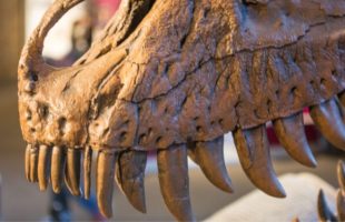 Mâchoire supérieur du Nannotyrannus Jane, au musée d'histoire naturelle de Cleveland // Source : Flickr -Tim Evanson (2014-12-26)