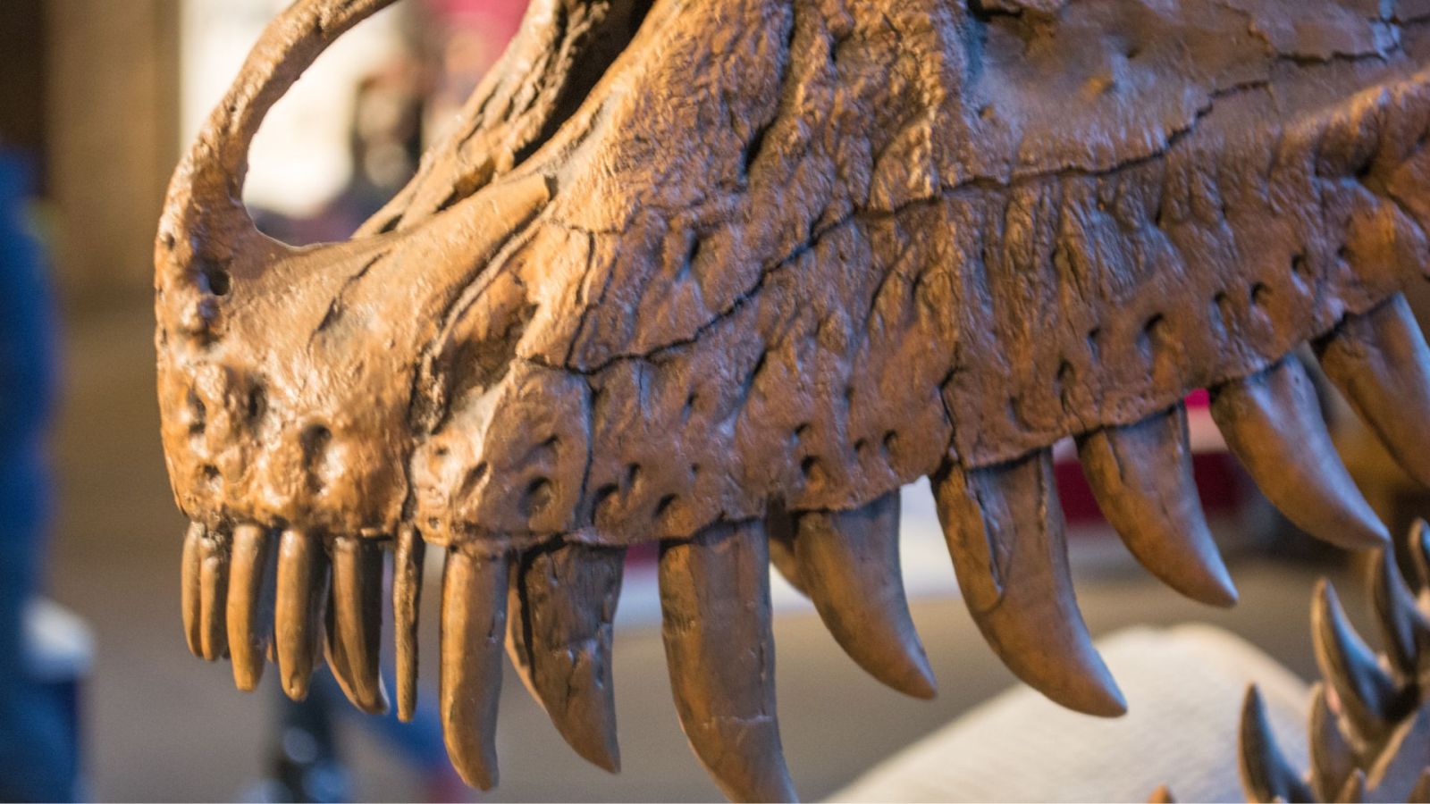 Nanotyrannus : lâ€™Ã©tude qui met fin au mythe du Â« bÃ©bÃ© T. rex Â» aprÃ¨s des...