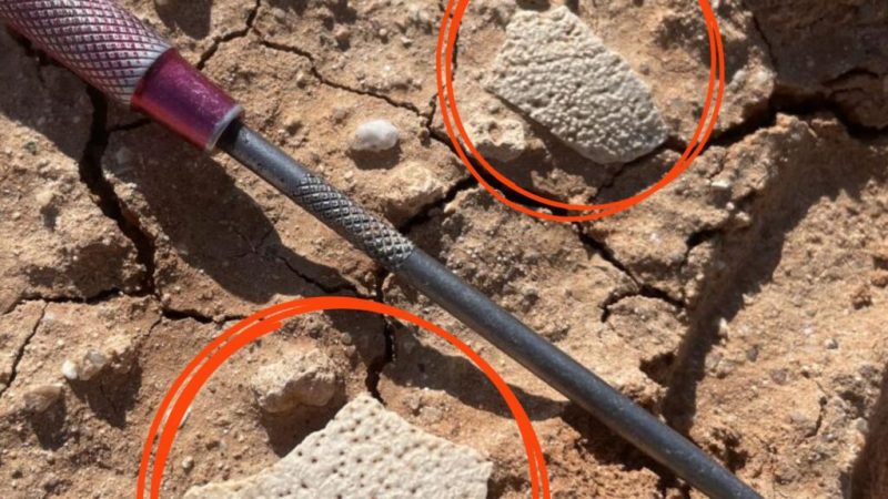 Les coquilles d&rsquo;œufs de dinosaures seraient-elles une horloge à remonter le temps&nbsp;?