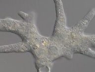 Amibe protée. Source : Wikimédia Commons