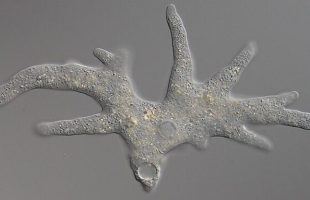 Amibe protée. Source : Wikimédia Commons Amibe protée. Source : Wikimédia Commons