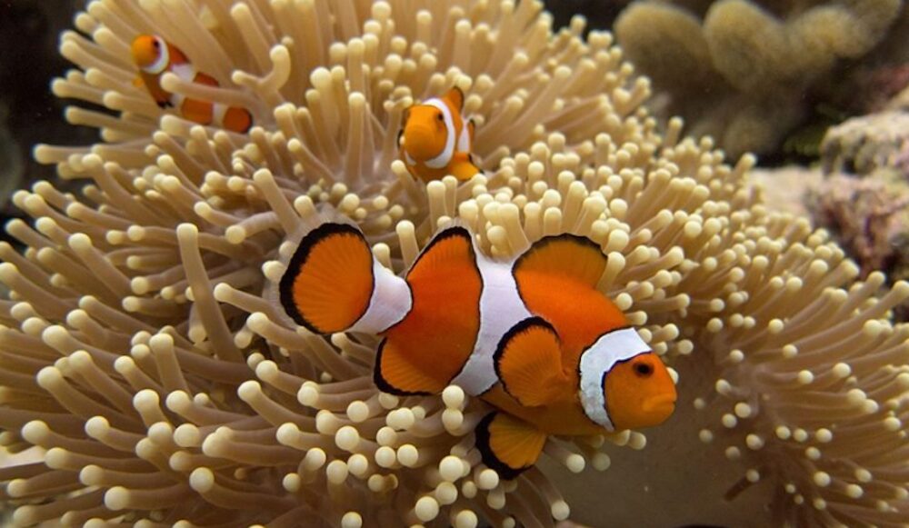 an&eacute;mone poisson