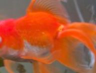 Le poisson Tortellini, héros de Elden Ring // Source : Compte X d'Eric PointCrow