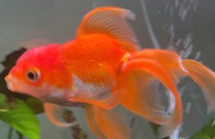 Le poisson Tortellini, héros de Elden Ring // Source : Compte X d'Eric PointCrow