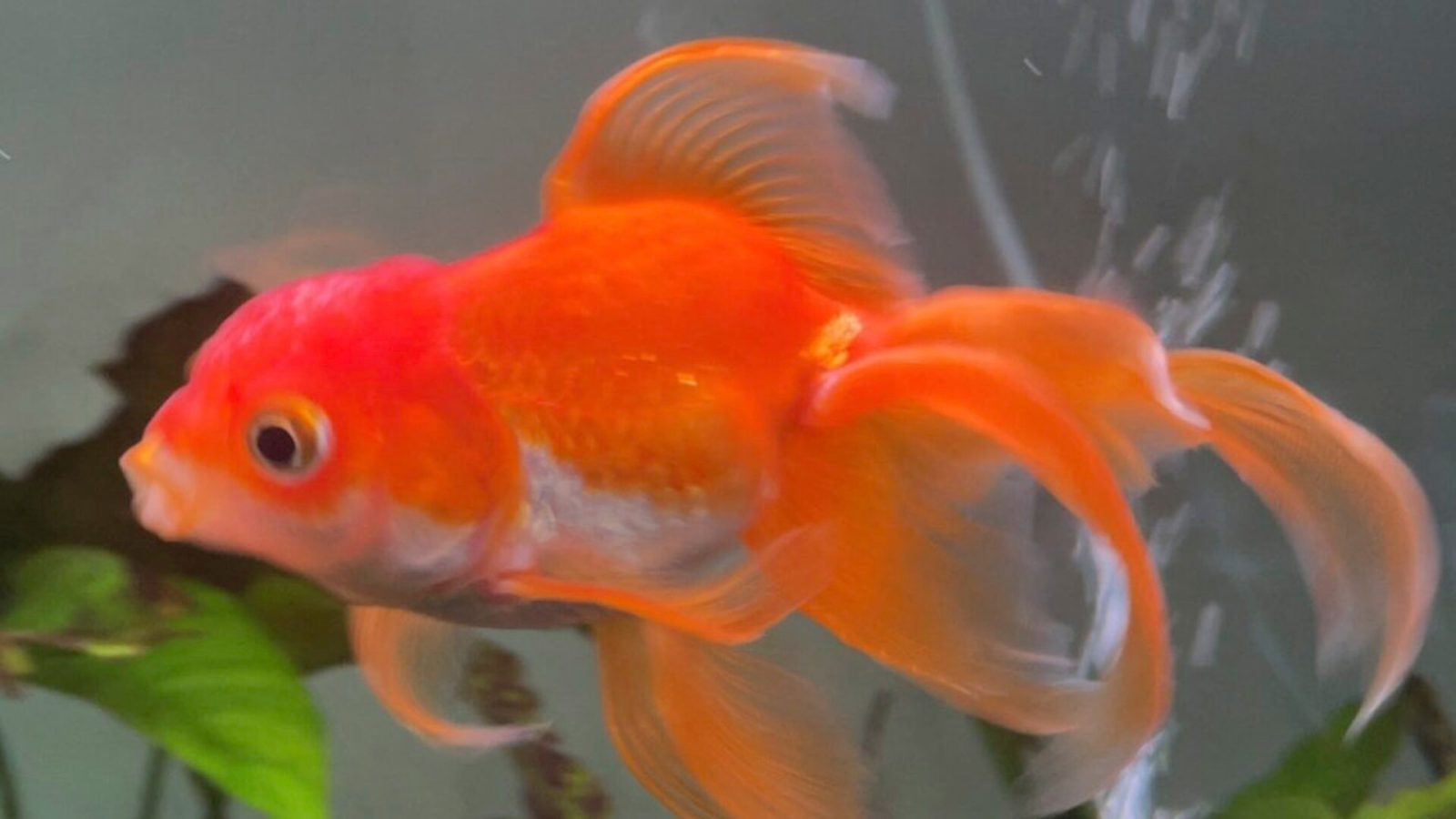 RIP Tortellini, le poisson rouge qui a battu des boss redoutables dans Elden Ring