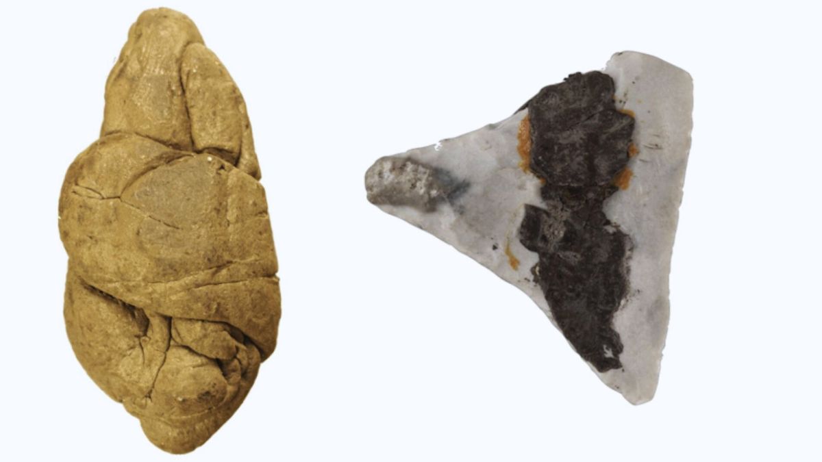 Les différents types d'artefacts analysés dans cette étude comprennent les morceaux de goudron de bouleau « mâchés, le goudron utilisé pour l'abattage. // Source : Ancient DNA and biomarkers from artefacts: insights into technology and cultural practices in Neolithic Europe - modifiée par Numerama