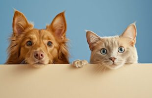 Chien et chat. // Source : Canva