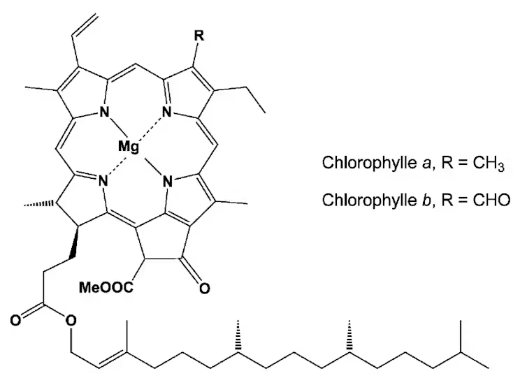 La chlorophylle ressemble beaucoup &agrave; notre h&eacute;moglobine, mais elle renferme un atome de magn&eacute;sium (Mg, au centre) et non de fer. Et &ccedil;a change tout ! // Source : Soci&eacute;t&eacute; chimique de France