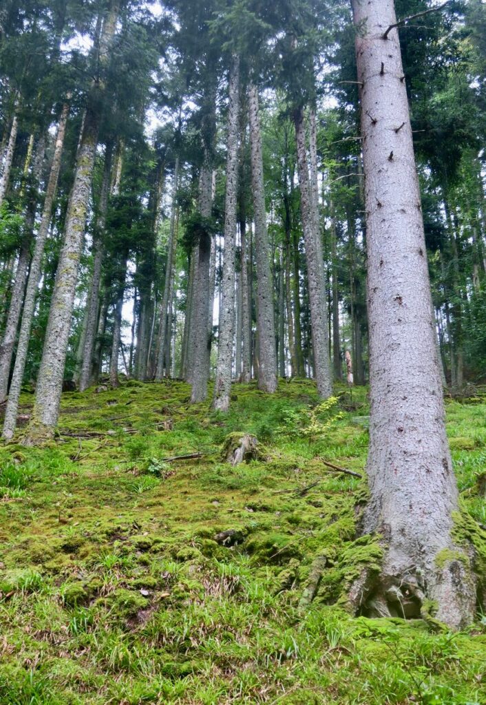 foret sapin