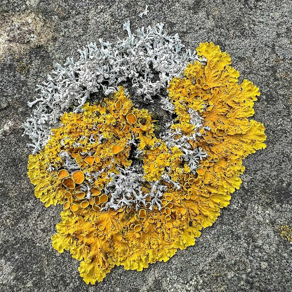 lichen
