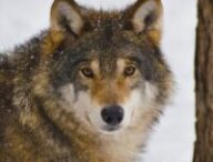 Un loup en hiver. // Source : Canva