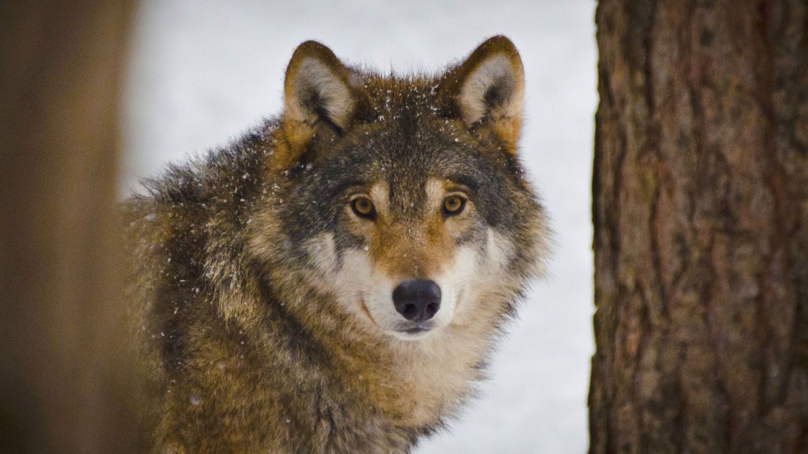 Les humains prÃ©historiques avaient-ils des loups de compagnie ?