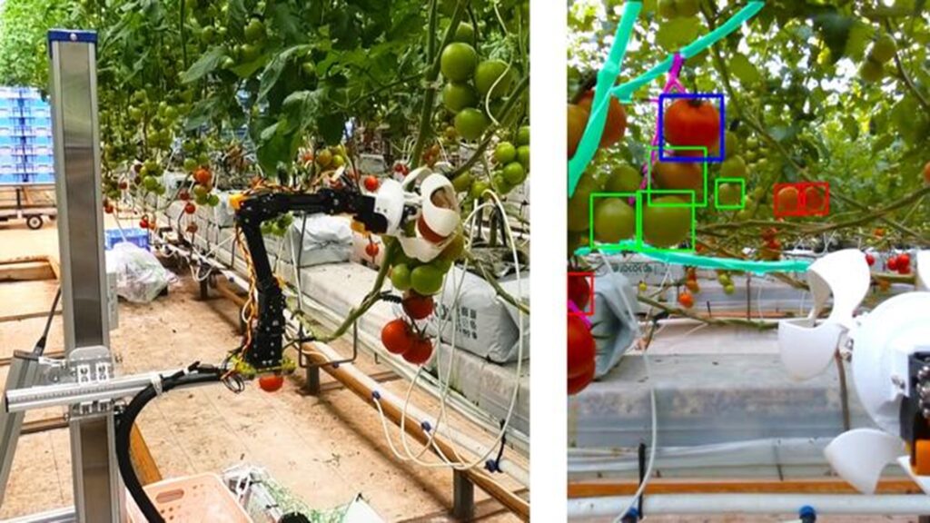 Le robot ramasseur de tomates et la manière dont il perçoit son environnement Le robot ramasseur de tomates et la manière dont il perçoit son environnement