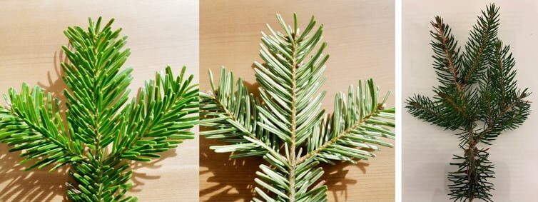 Rameau de sapin de Nordmann &agrave; gauche (face sup&eacute;rieure et inf&eacute;rieure), et d&rsquo;&eacute;pic&eacute;a sur la photo de droite. // Source : Thierry Gauquelin