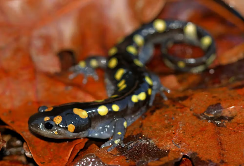 Salamandre