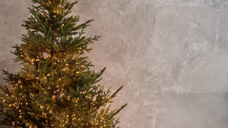 C&rsquo;est le 25 décembre&nbsp;! Et votre sapin de Noël est sans doute un imposteur. Dommage