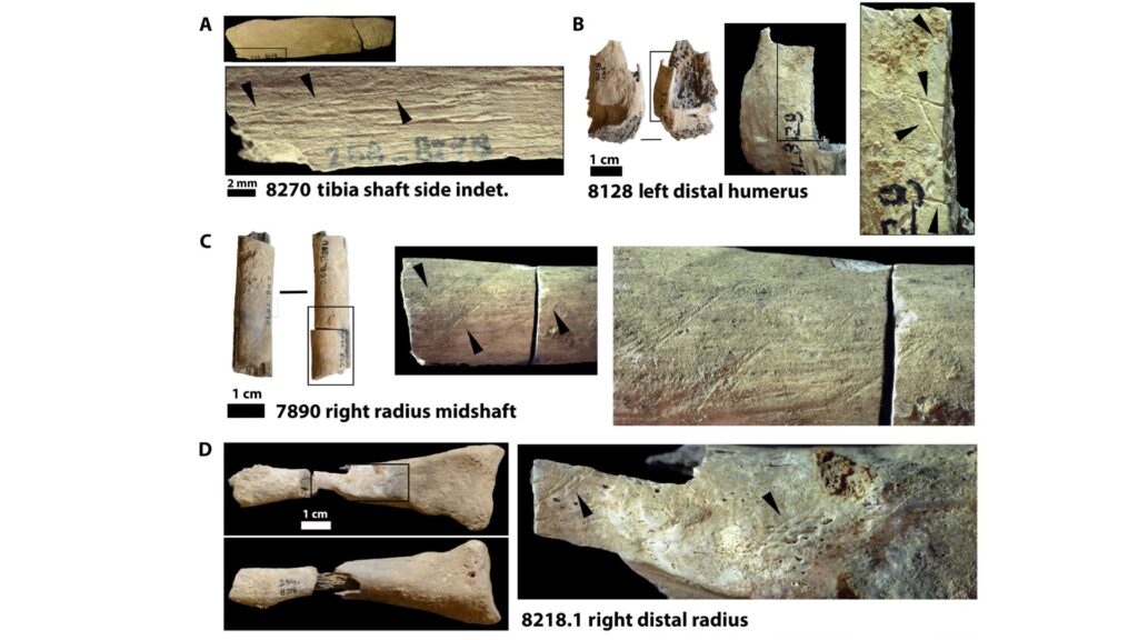 Modifications de la surface osseuse faites avec des outils en pierre. (A), (B), (C), (D) sont des marques de coupe // Source : Science Advances