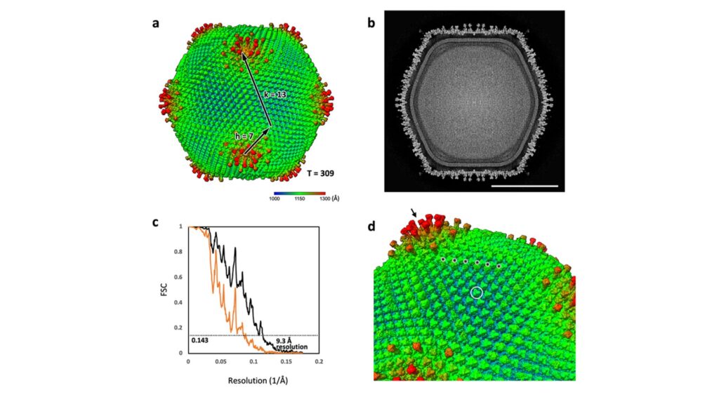 Une &eacute;quipe de recherche conjointe a d&eacute;couvert et caract&eacute;ris&eacute; l'ushikuvirus, un nouveau virus &agrave; ADN g&eacute;ant qui infecte la vermamoeba. Cette image (a) montre la reconstruction 3D du virus, mettant en &eacute;vidence sa capside pointue (d). La d&eacute;couverte soutient en outre l'hypoth&egrave;se de l'origine du virus nucl&eacute;aire, qui propose que les virus ont jou&eacute; un r&ocirc;le dans l'&eacute;volution des cellules eucaryotes. // Source : Professeur Kazuyoshi Murata