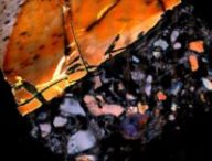 Dentine fossilisée d'éléphant (échelle : 1,5 mm de diamètre), avec la roche visible en bas à droite et la dentine en haut à gauche. La dentine blanche est du collagène intact // Source : Timothy Bromage et Bin Hu, NYU Dentistry Dentine fossilisée d'éléphant (échelle : 1,5 mm de diamètre), avec la roche visible en bas à droite et la dentine en haut à gauche. La dentine blanche est du collagène intact // Source : Timothy Bromage et Bin Hu, NYU Dentistry