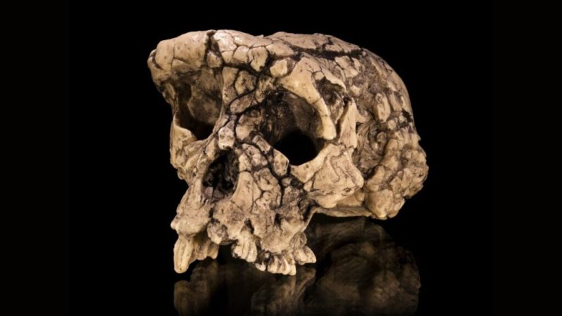 Cet ancêtre de l&rsquo;humain marchait bien sur 2 jambes&nbsp;: clap de fin pour ce débat scientifique qui dure depuis 20 ans