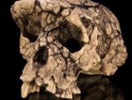 Moulage du crâne de Sahelanthropus tchadensis, une espèce découverte au début des années 2000 // Source : Didier Descouens, via Wikimedia Commons