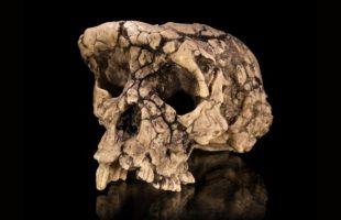 Moulage du crâne de Sahelanthropus tchadensis, une espèce découverte au début des années 2000 // Source : Didier Descouens, via Wikimedia Commons