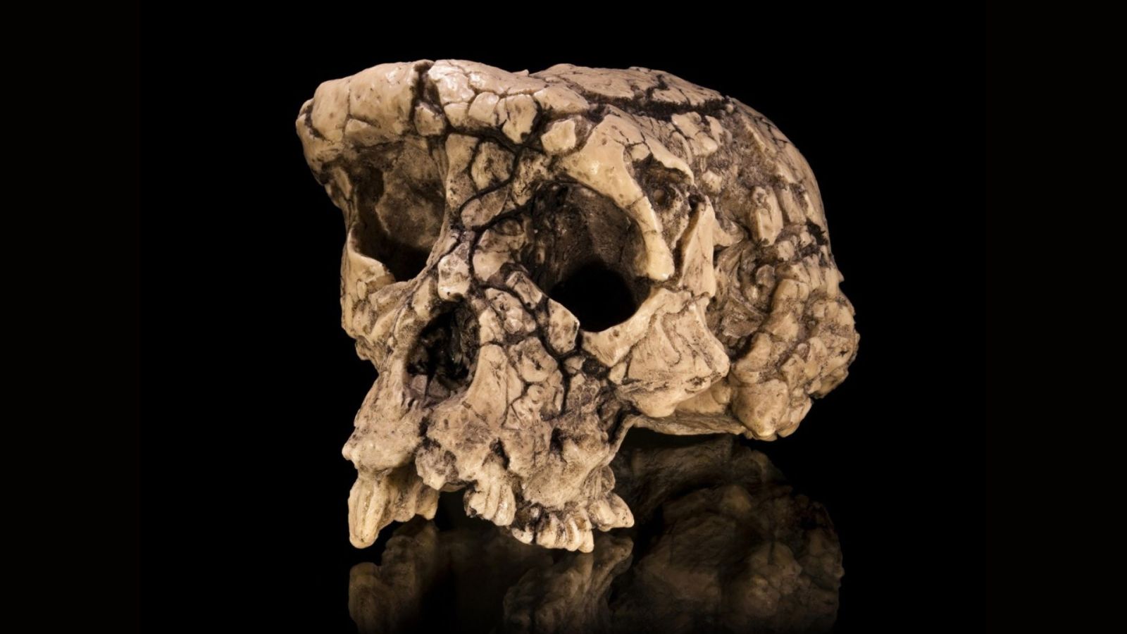 Cet ancêtre de l’humain marchait bien sur 2 jambes : clap de fin pour ce débat scientifique qui dure depuis 20 ans