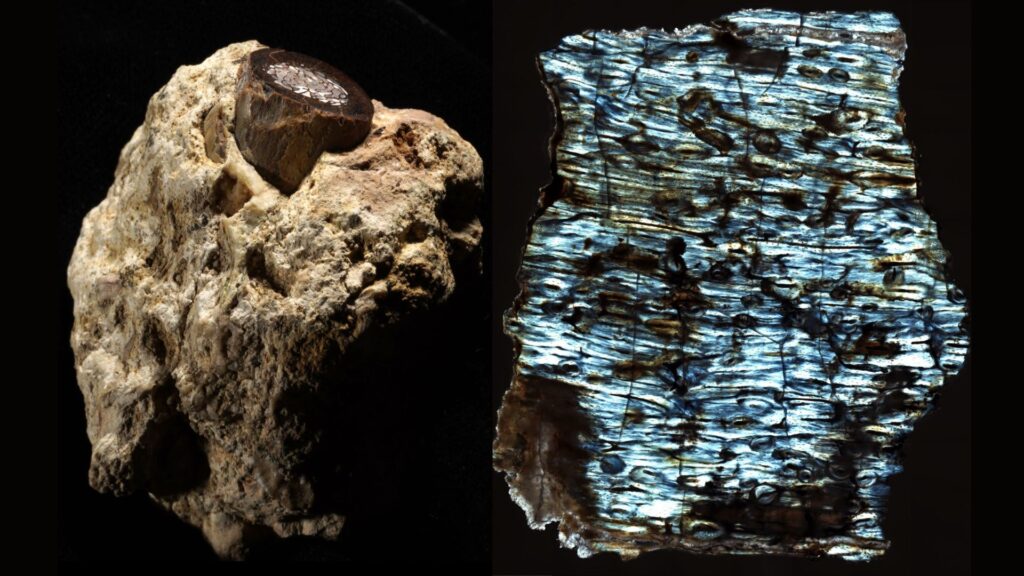 à gauche : Fragment d'os d'antilope dans une roche du site de Makapansgaat (Afrique du Sud), datant de 3 millions d'années et ayant abrité des humains primitifs/ à droite : Image en lumière polarisée d'un os d'antilope fossilisé montrant du collagène intact (échelle : 1 mm de diamètre) // Source : Timothy Bromage et Bin Hu, NYU Dentistry à gauche : Fragment d'os d'antilope dans une roche du site de Makapansgaat (Afrique du Sud), datant de 3 millions d'années et ayant abrité des humains primitifs/ à droite : Image en lumière polarisée d'un os d'antilope fossilisé montrant du collagène intact (échelle : 1 mm de diamètre) // Source : Timothy Bromage et Bin Hu, NYU Dentistry