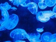 Méduses // Source : Pixabay 