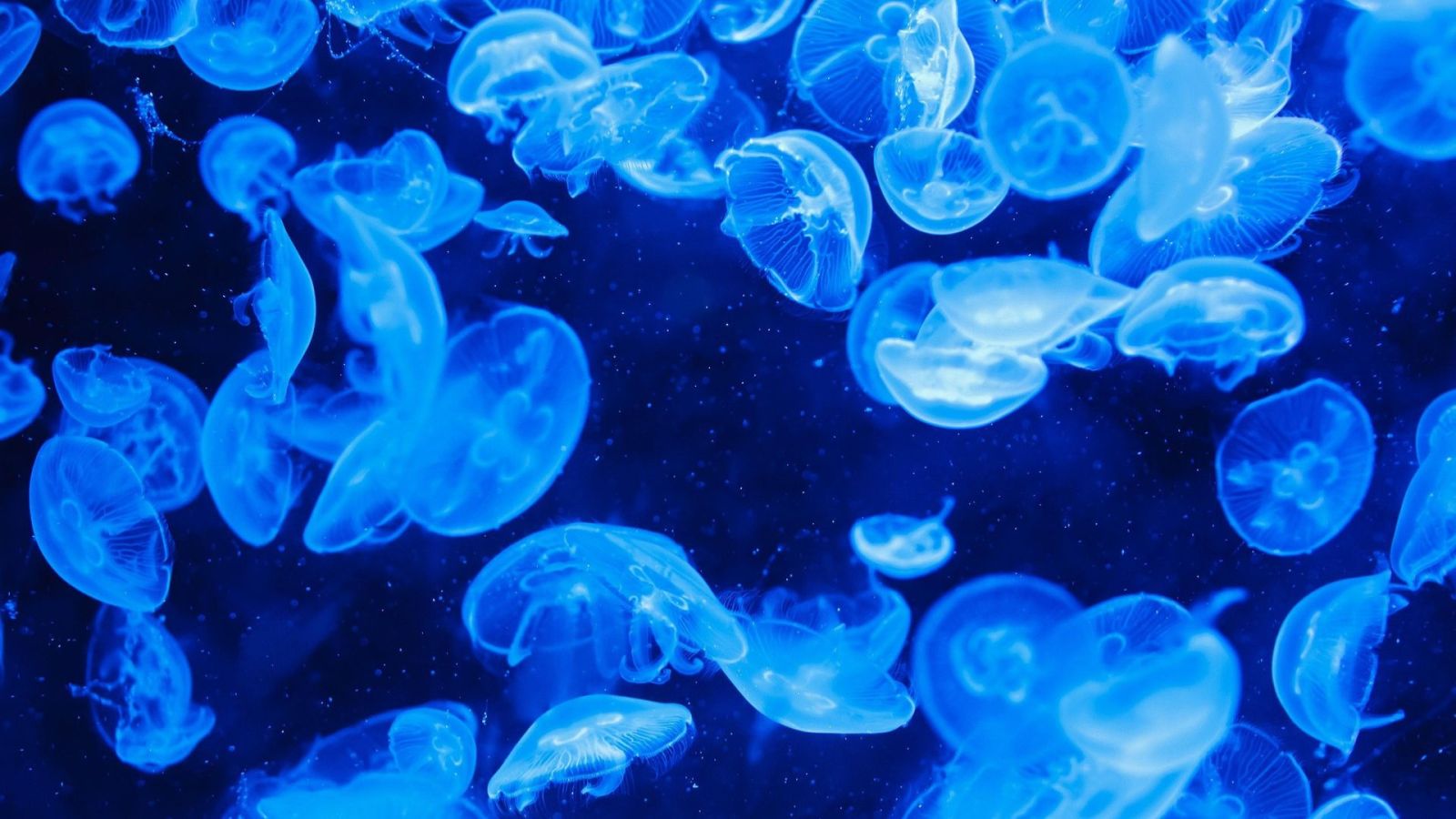 Comment ces organismes mous de 570 millions d’années ont traversé le temps et sont devenus des fossiles