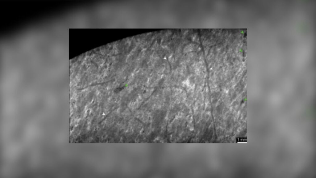 De minuscules terriers fossiles horizontaux croisent les couches de boue. Ces terriers ont &eacute;t&eacute; fabriqu&eacute;s par d'anciens vers  // Source : Nature ecology and evolution