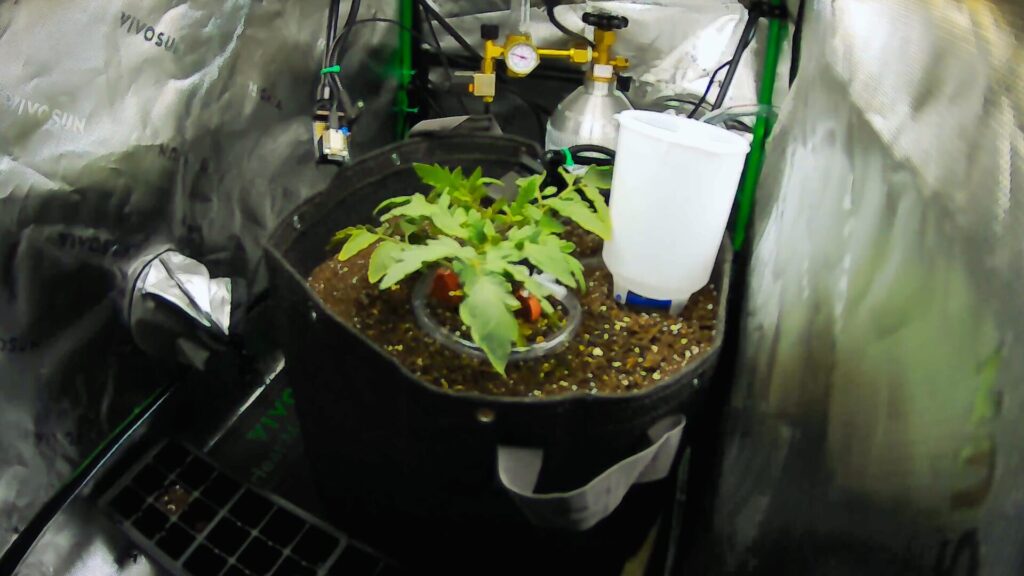 Sol, le plant de tomate.  // Source : Martin DeVido 