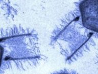Des Tupanvirus, virus géants à ADN. // Source : Wkimédia : Jônatas Abrahão Des Tupanvirus, virus géants à ADN. // Source : Wkimédia : Jônatas Abrahão