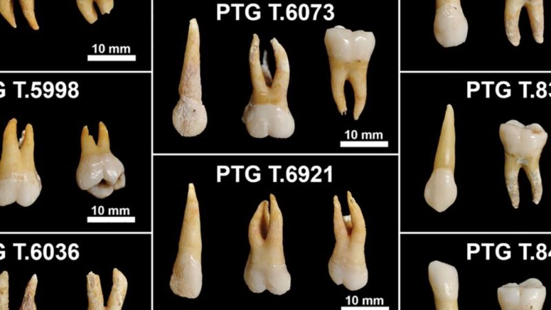 Ces dents de l&rsquo;âge du fer ont enregistré tout ce que leurs propriétaires ont vécu