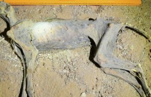 Momie sur le site de découverte à l'intérieur de la grotte. // Source : Communication, Earth and Environment