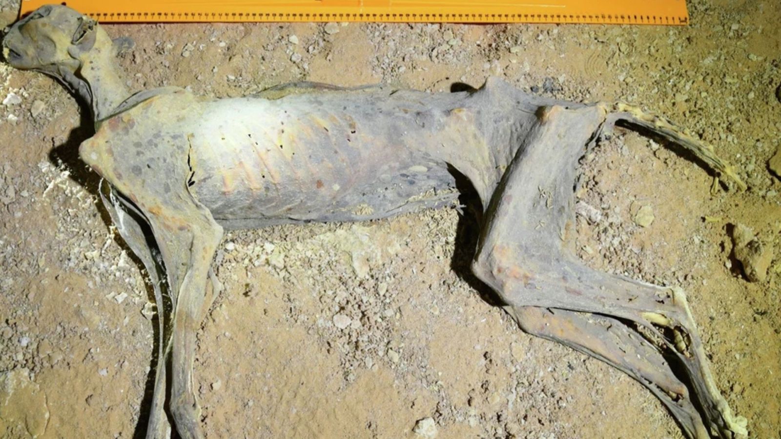 Ils attendaient là depuis 2 000 ans : l’incroyable découverte de 7 guépards momifiés au fond d’une grotte