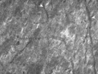 De minuscules terriers fossiles horizontaux croisent les couches de boue. Ces terriers ont été fabriqués par d'anciens vers. // Source : Nature ecology and evolution