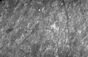 De minuscules terriers fossiles horizontaux croisent les couches de boue. Ces terriers ont été fabriqués par d'anciens vers. // Source : Nature ecology and evolution