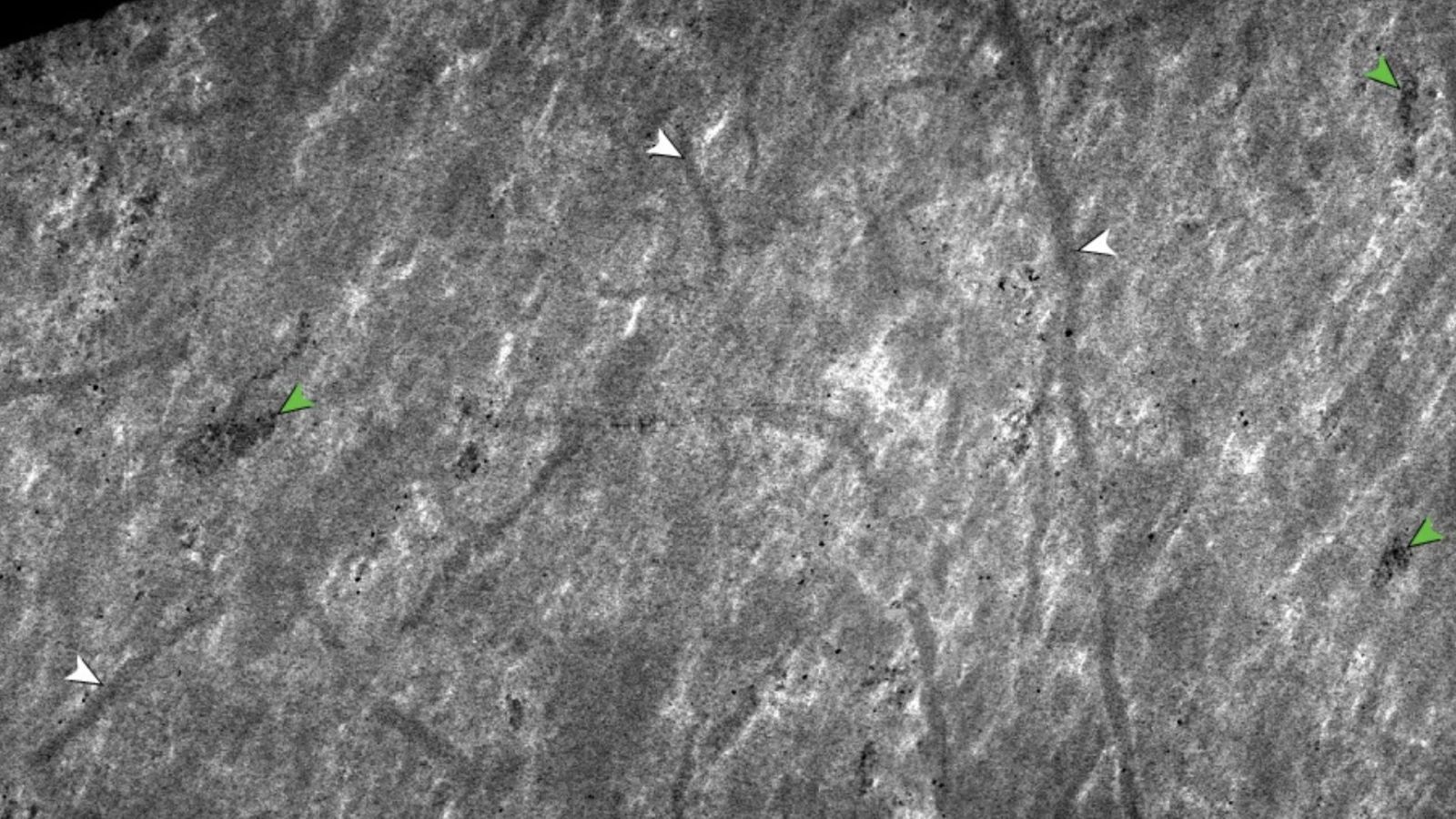 Ce minuscule écosystème a fait renaître les océans après une extinction massive mondiale