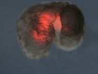 Un xénobot conçu par IA est fait de cellules de muscle cardiaque, ce qui lui permet de se déplacer // Source : Douglas Blackiston, Sam Kriegman