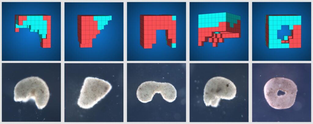 Le programme d&rsquo;intelligence artificielle est capable de proposer des centaines de designs possibles, chacun ayant des propri&eacute;t&eacute;s sp&eacute;cifiques pour des applications diff&eacute;rentes. // Source : Douglas Blackiston, Sam Kriegman