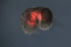 Un xénobot conçu par IA est fait de cellules de muscle cardiaque, ce qui lui permet de se déplacer // Source : Douglas Blackiston, Sam Kriegman