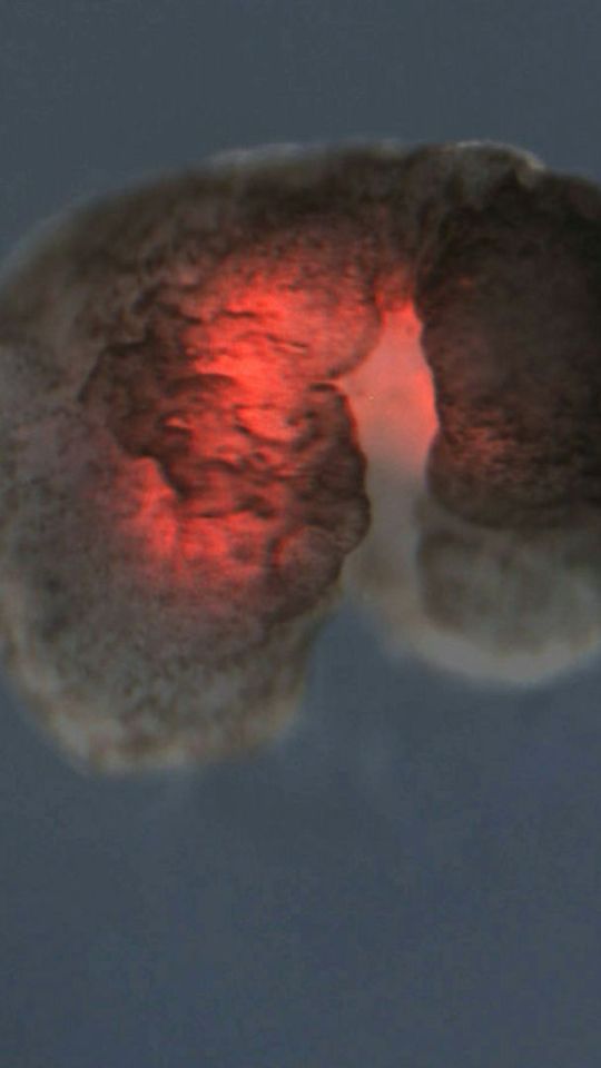 Un xénobot conçu par IA est fait de cellules de muscle cardiaque, ce qui lui permet de se déplacer // Source : Douglas Blackiston, Sam Kriegman