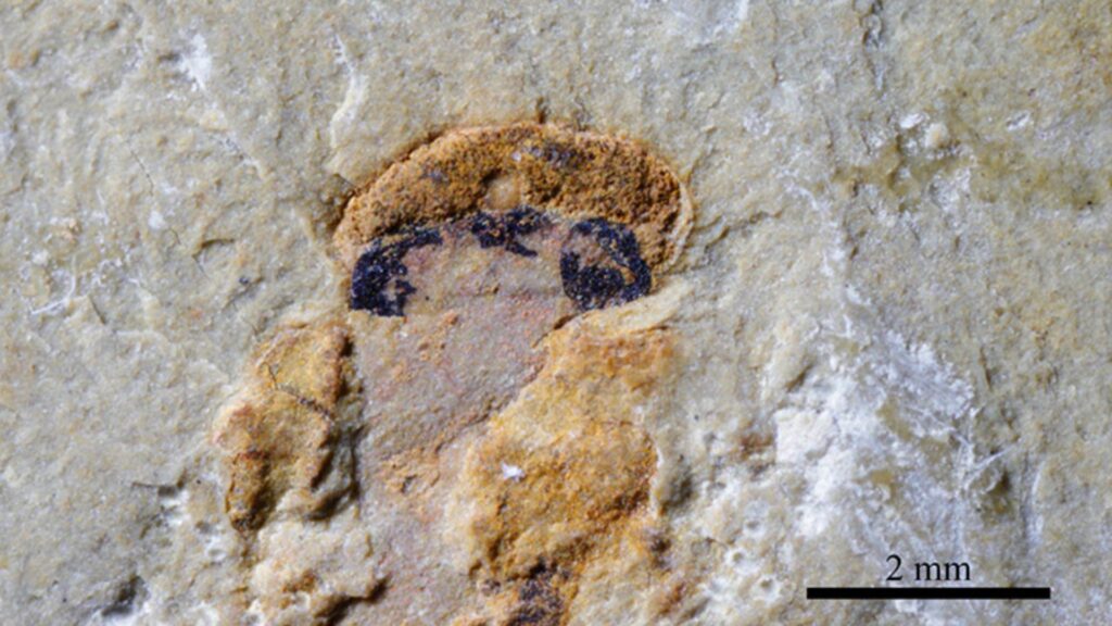 Gros plan de la tête d'un fossile de myllokunmingiidé, le plus ancien vertébré connu, révélant quatre yeux — deux grands yeux latéraux et deux yeux centraux plus petits — conservés sous forme de taches sombres dans le fossile // Source : Xiangtong Lei et Sihang Zhang Gros plan de la tête d'un fossile de myllokunmingiidé, le plus ancien vertébré connu, révélant quatre yeux — deux grands yeux latéraux et deux yeux centraux plus petits — conservés sous forme de taches sombres dans le fossile // Source : Xiangtong Lei et Sihang Zhang