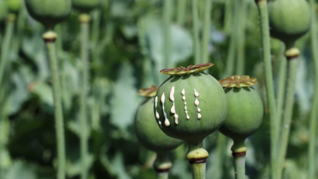 Pavot &agrave; opium (Papaver somniferum) exsudant du latex, qui est l'opium, depuis des insicions // Source : Wikim&eacute;dia- George Chernilevsky 