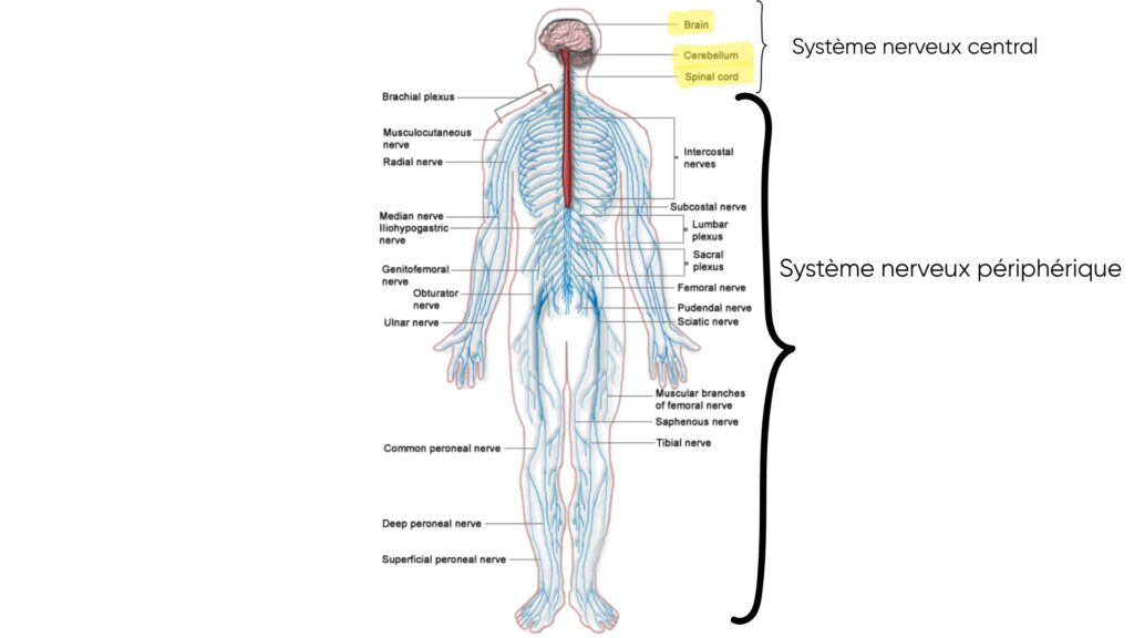 Sch&eacute;ma syst&egrave;me nerveux central et p&eacute;riph&eacute;rique // Source : Wikim&eacute;dia Commons- Persian Poet Gal - Modification Numerama