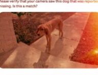 Amazon Ring Search Party. // Source : Amazon