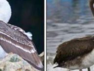 Principales espèces d'oiseaux producteurs de guano (de gauche à droite) - le booby péruvien (Sula variegata), le pélican péruvien (Pelecanus thagus) // Source : Diego H. and Claude Kolwelter, iNaturalist.org