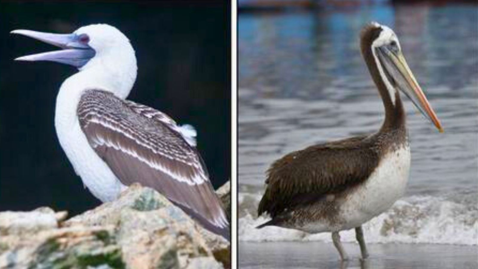 Au Pérou, cet empire pré-inca a bâti sa fortune sur des excréments d’oiseaux